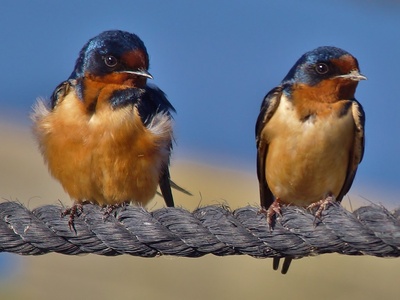 Barn swallow