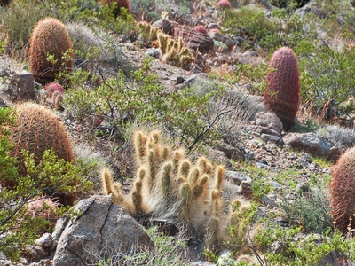 Barrel cactus