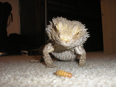 Bearded dragon