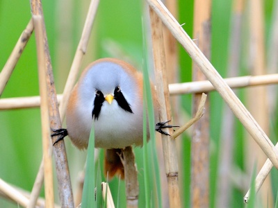 Bearded Reedling