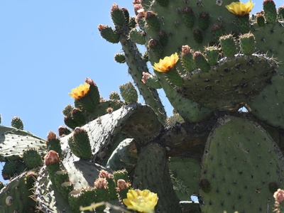 Beavertail cactus