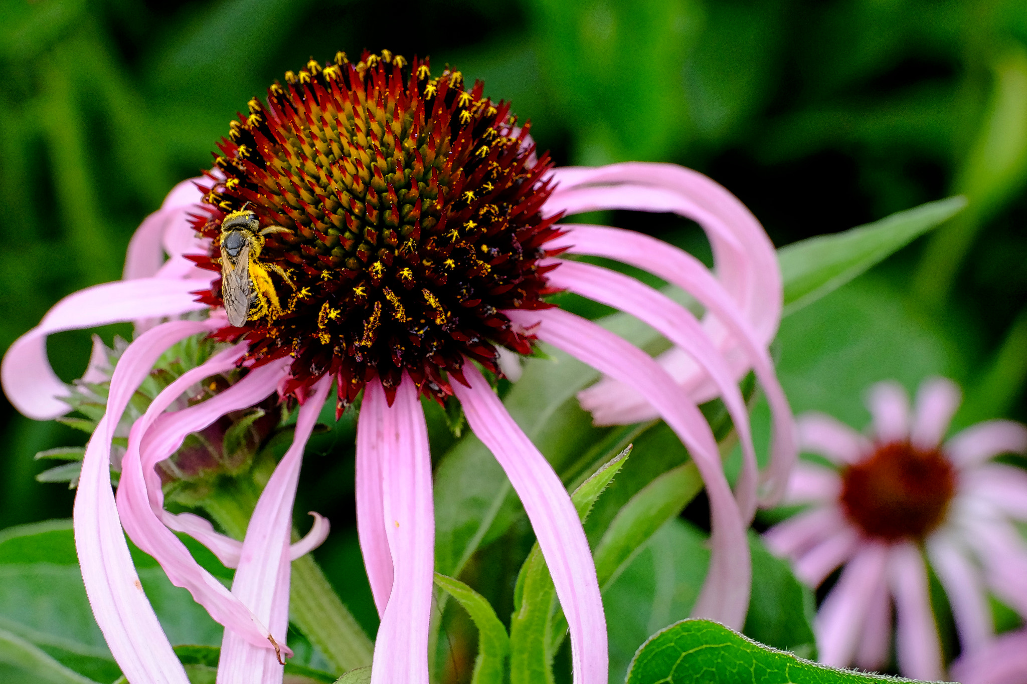 A bee gathering pollen from a cone flower, guided by ultraviolet nectar patterns invisible to human eyes