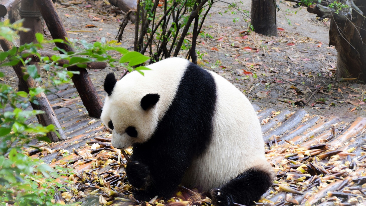 Giant panda eating bamboo while sitting in a forest clearing