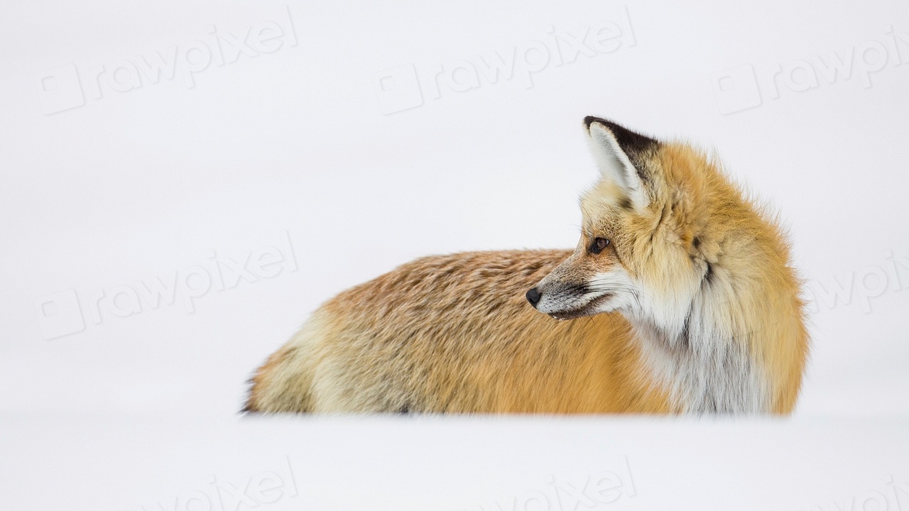 Red fox hunting in grassland near its den