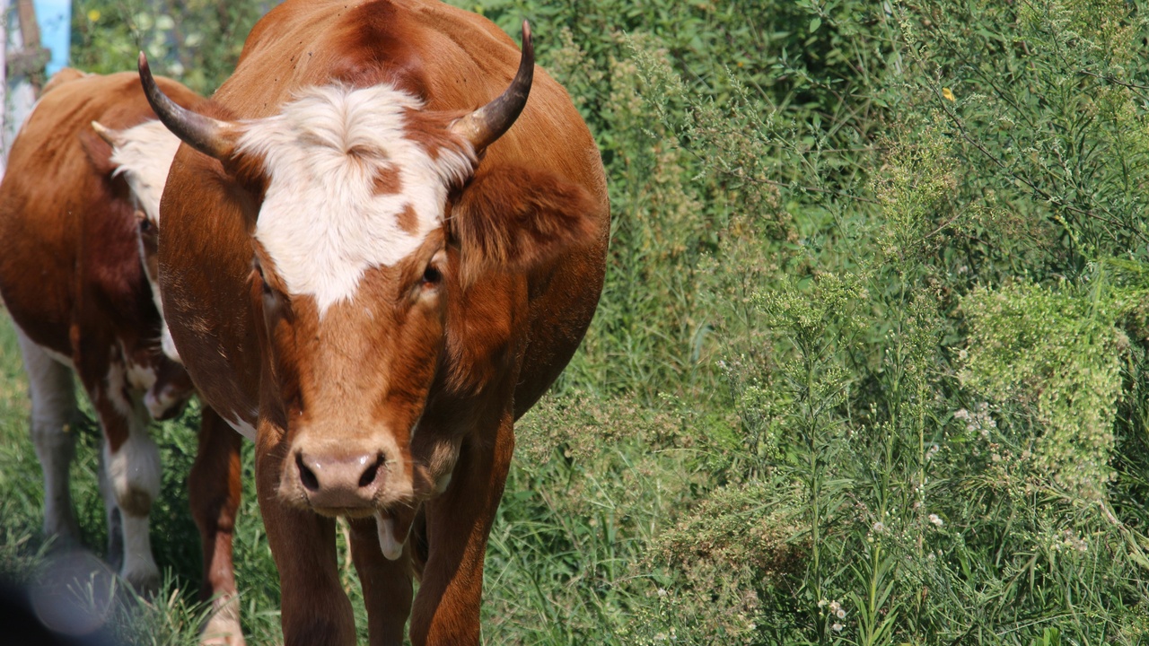 A herd of cows grazing together illustrating social behavior