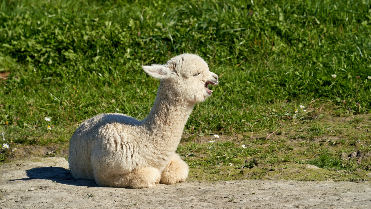 Small herd of alpacas grazing together.