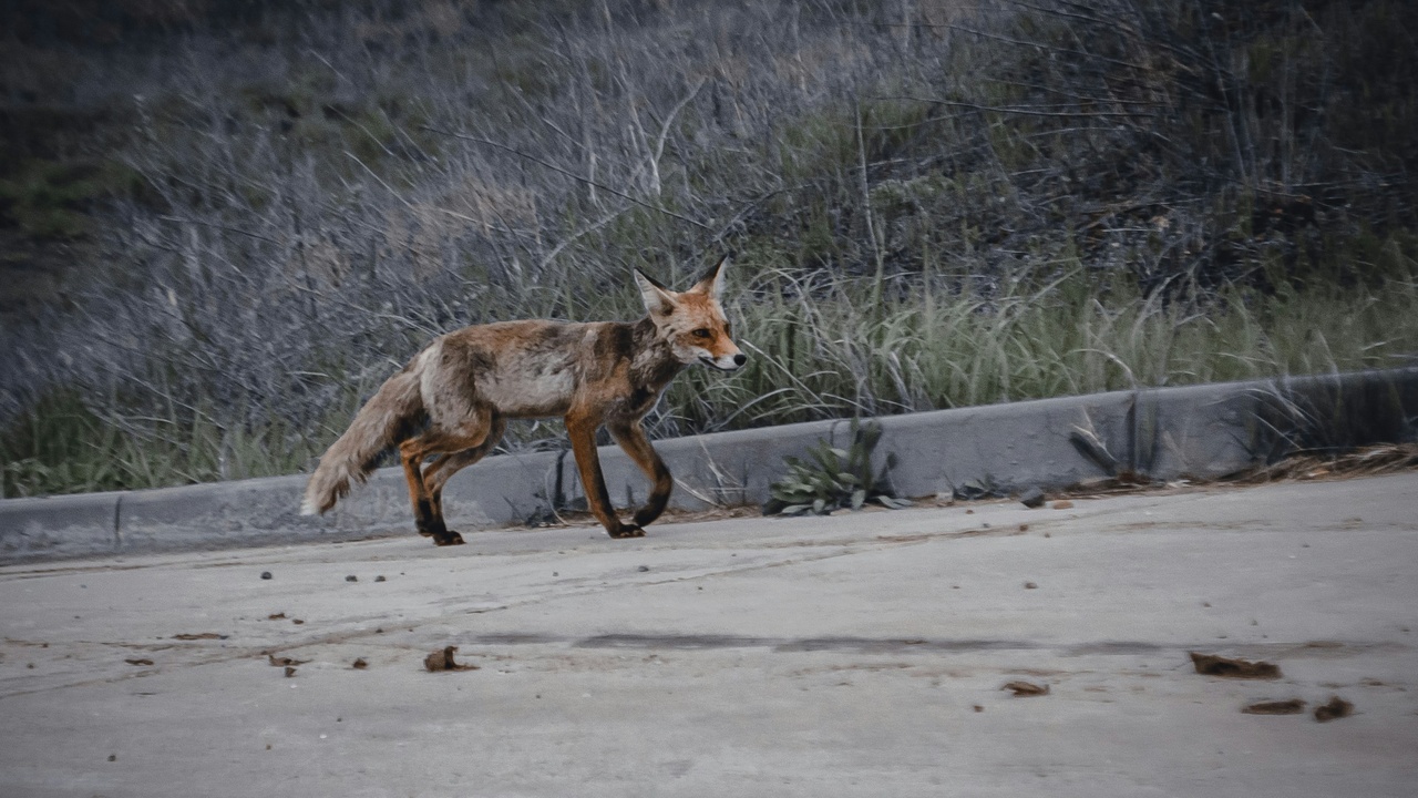Two golden jackals walking together showing pair bond behavior