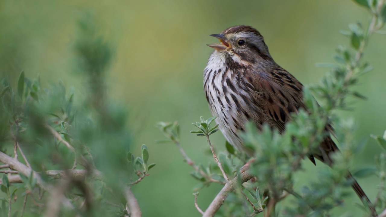 Songbird singing on a branch during the dawn chorus