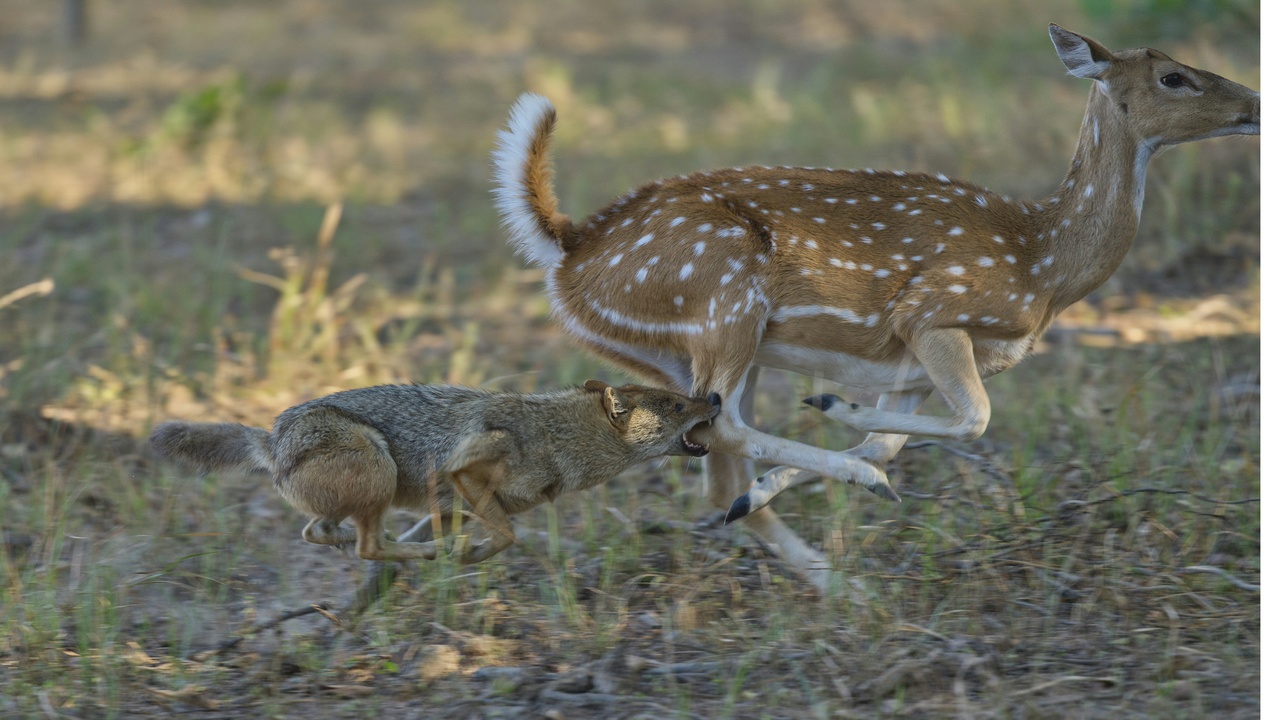 Predator-prey interactions and livestock grazing impacts on ecosystems