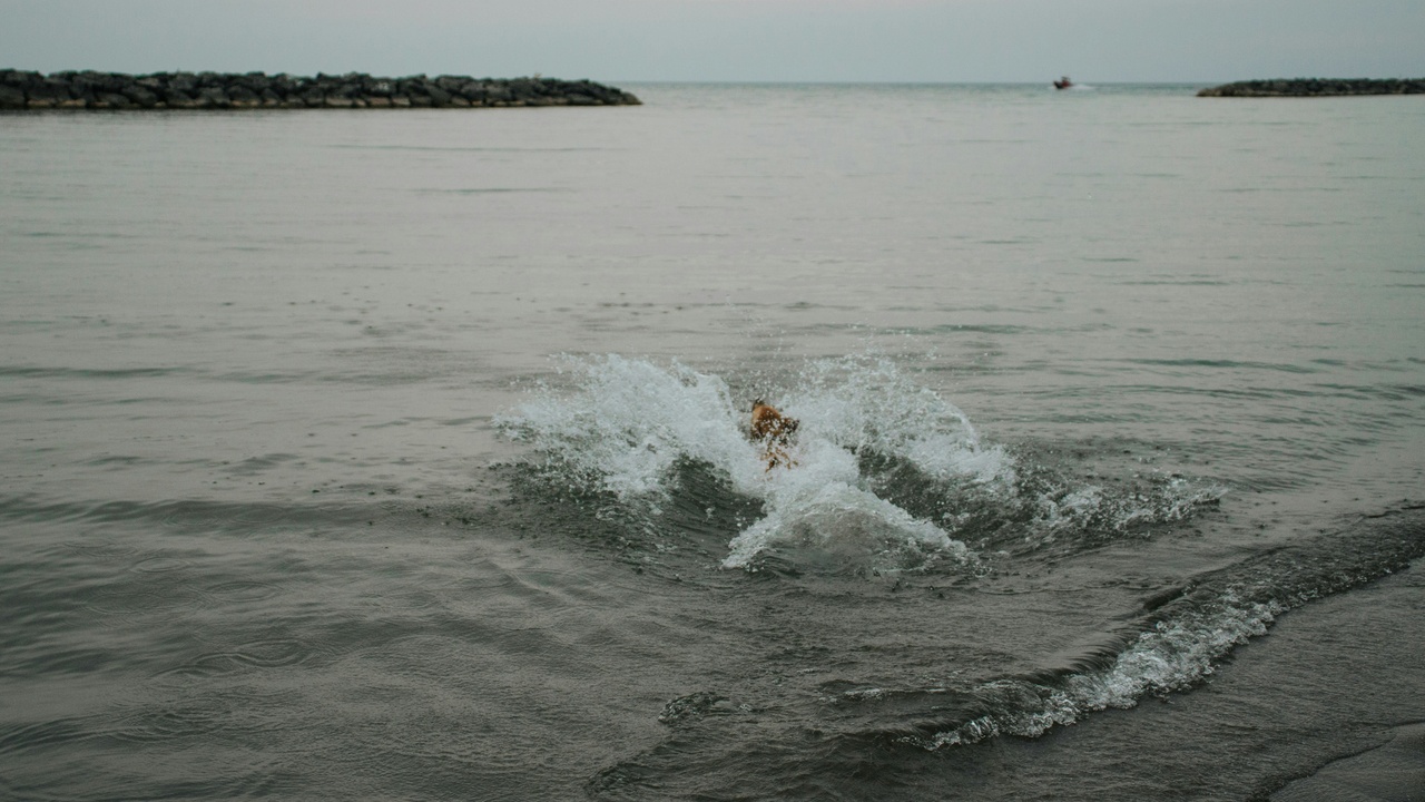 Scallop swimming above the seabed, showing shell clapping motion