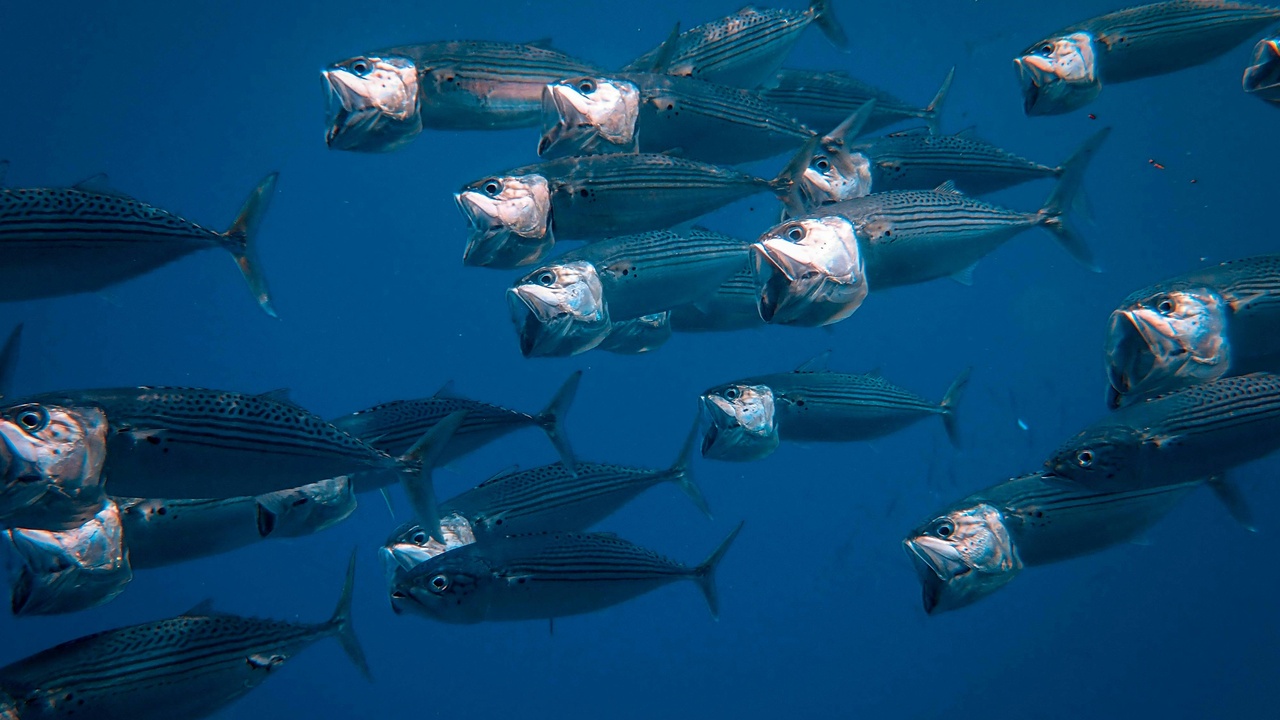 School of tuna near the surface during feeding