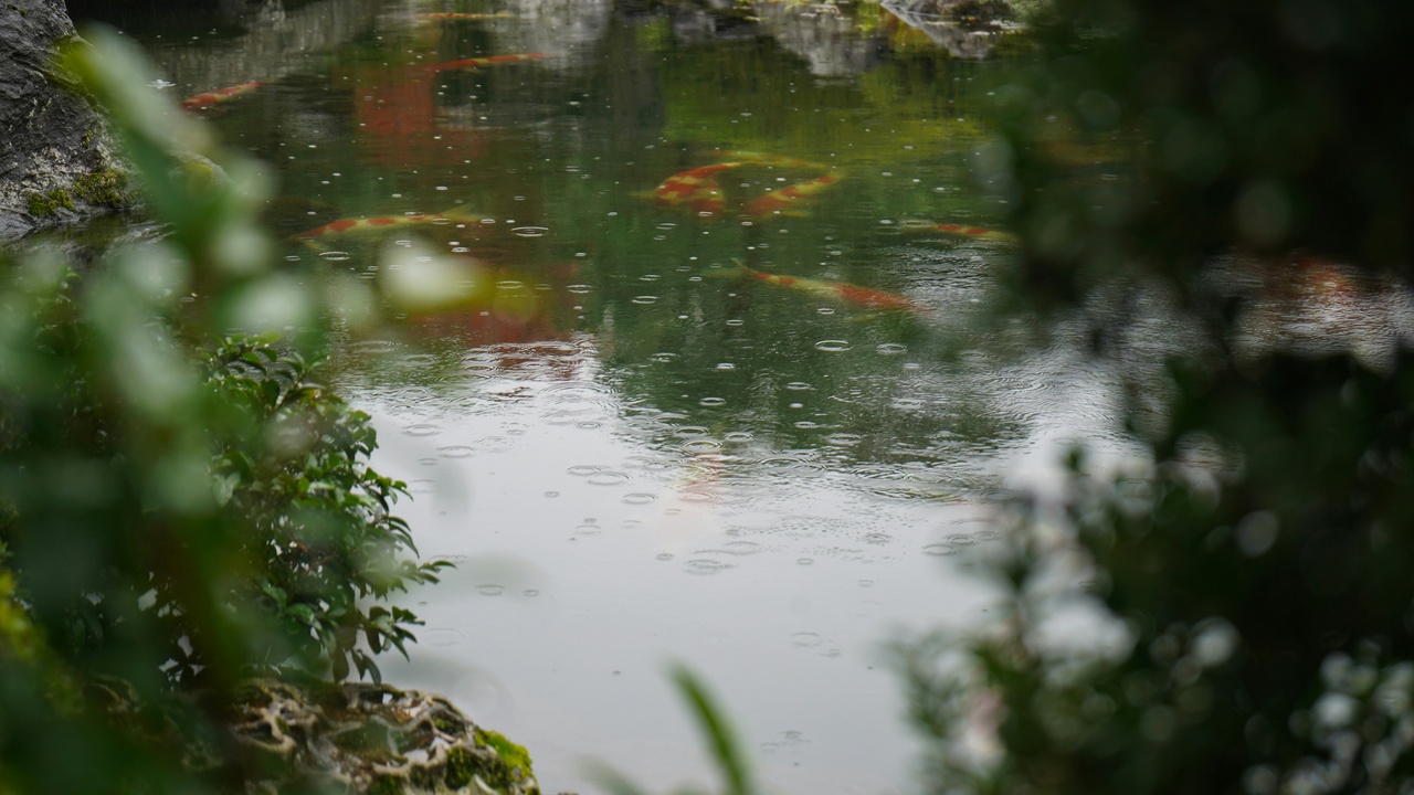 Koi being fed at the water surface and a pond filtration system.