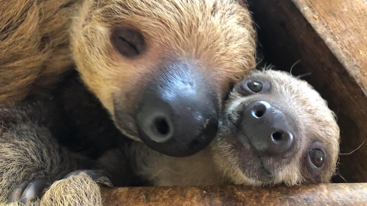 Sloth moving slowly through canopy and an anteater walking on the ground