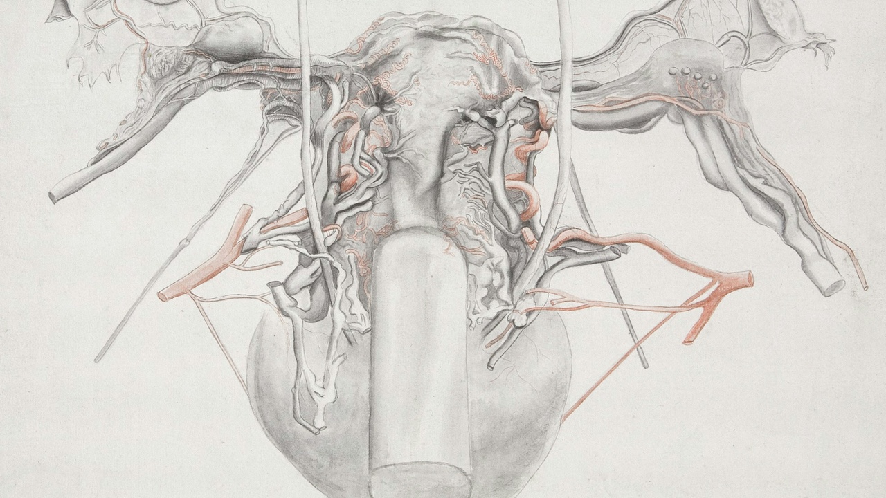 Diagram of cow anatomy highlighting digestive system and body conformation