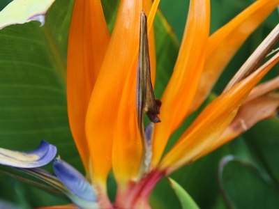 Bird-of-paradise