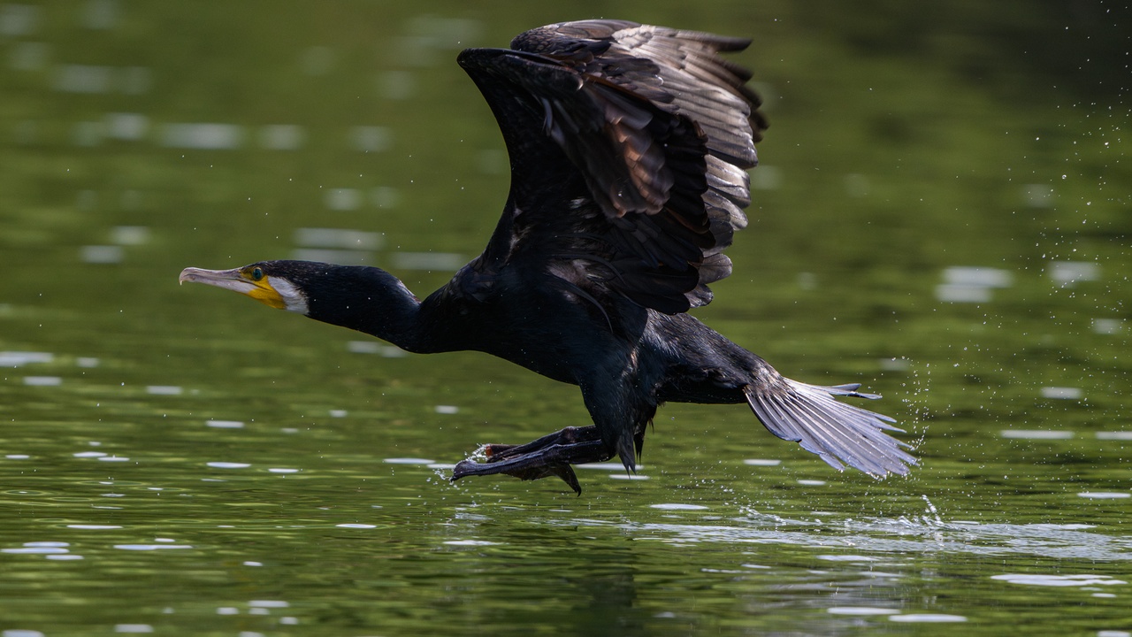 Skadar Lake birdlife and mountain raptor soaring above Montenegro