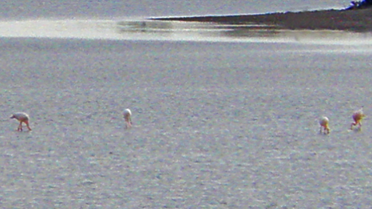 Golden eagle perched on a rocky outcrop in Greece with mountainous habitat in the distance, highlighting raptor breeding grounds.