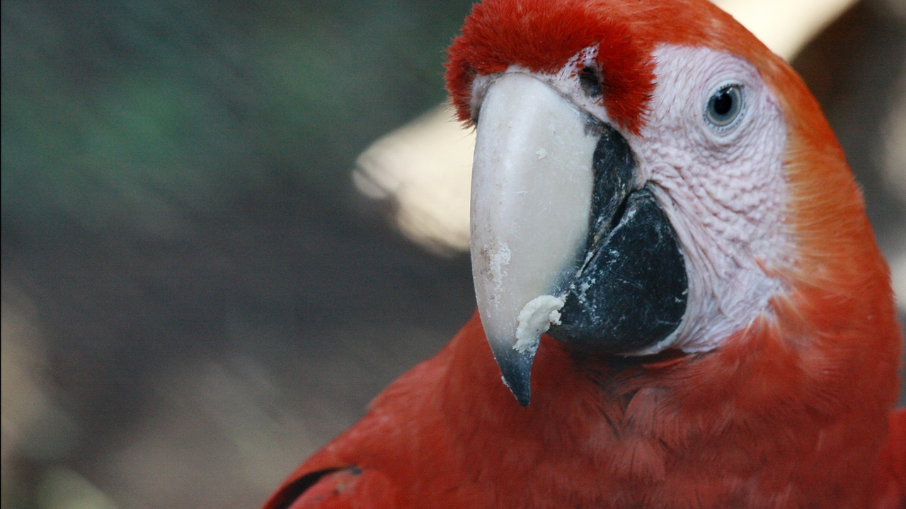Scarlet macaw in lowland forest and green sea turtle nest on Nicaraguan beach