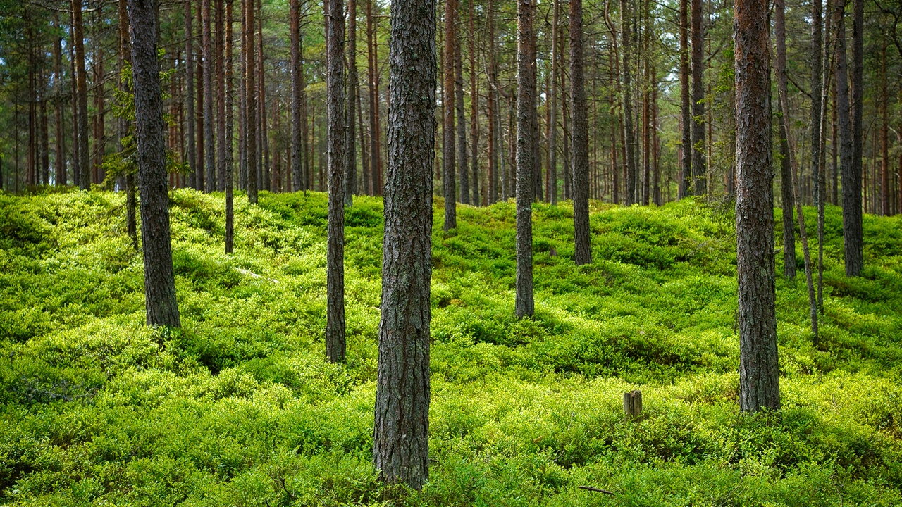 Capercaillie display area and forest canopy in Estonia