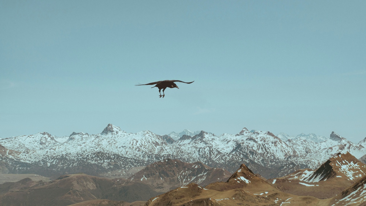 Andean condor, cock-of-the-rock display and scarlet macaw in forest