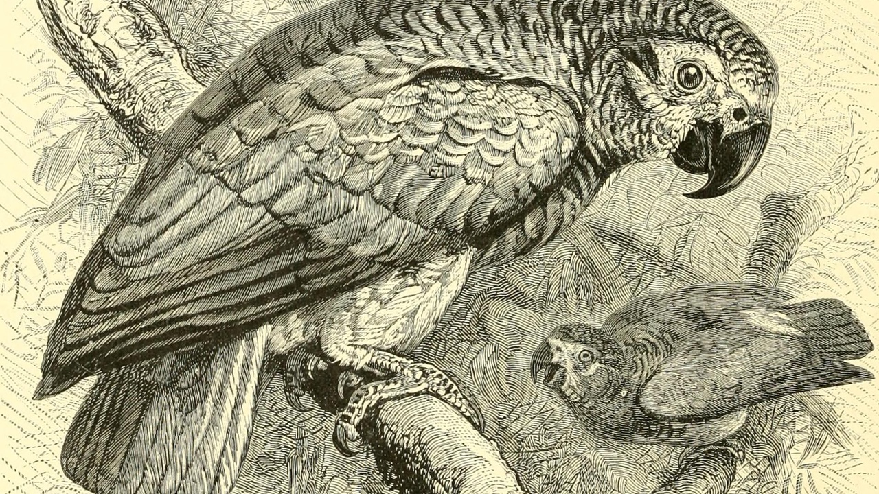 African grey parrot perched on a branch in Liberian forest.