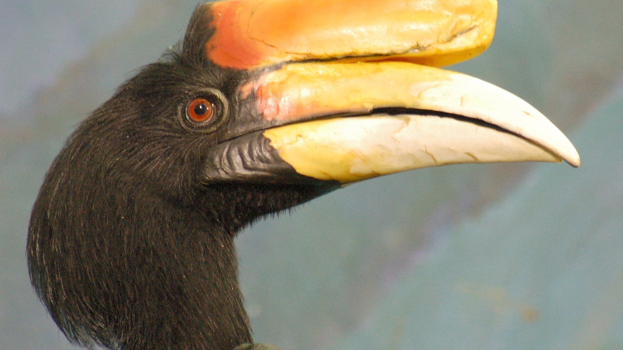 Rhinoceros hornbill, king cobra and a Borneo river crocodile