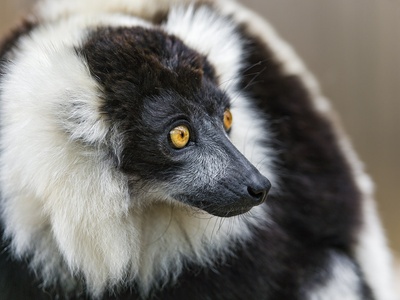 Black-and-white ruffed lemur
