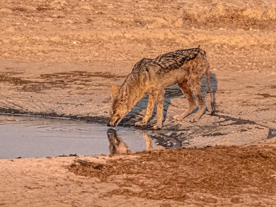 Black-backed jackal