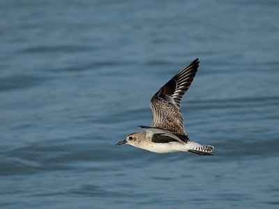 Black-bellied plover