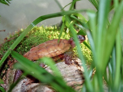 Black-breasted leaf turtle