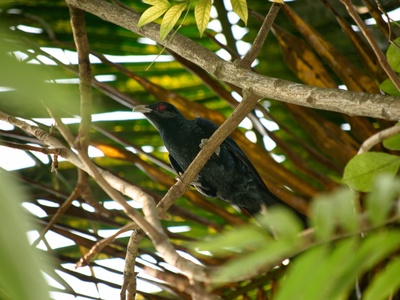 Black-capped Pygmy-Tyrant