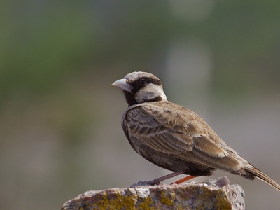Black-crowned sparrow-lark