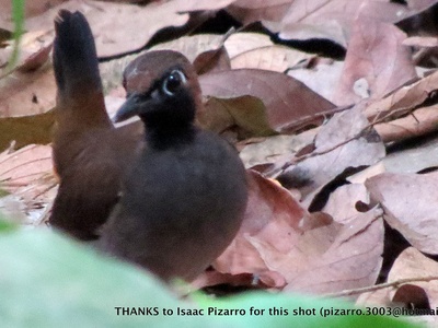 Black-faced Antthrush