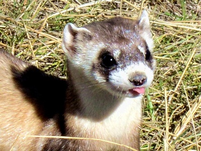 Black-footed ferret