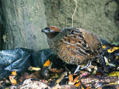 Black-fronted Wood-Quail