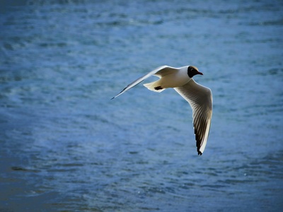 Black-headed Gull