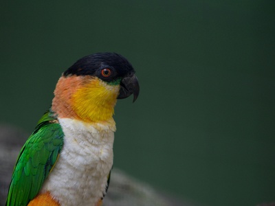 Black-headed Parrot