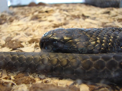 Black-necked spitting cobra