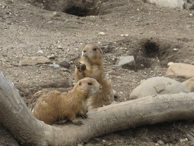 Black-tailed prairie dog