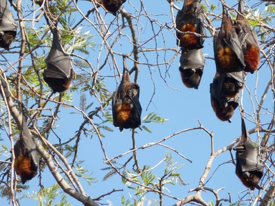 Black flying fox