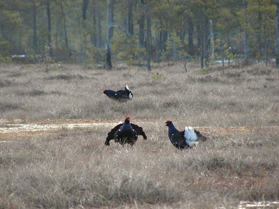 Black grouse