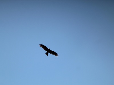 Black Kite
