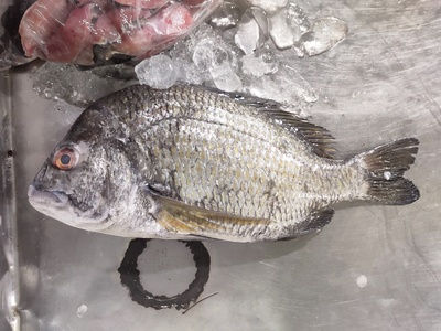 Black porgy (sea bream)