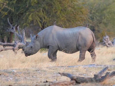 Black rhinoceros