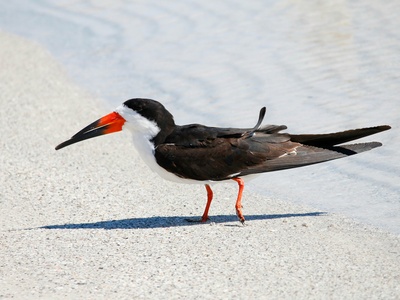 Black skimmer