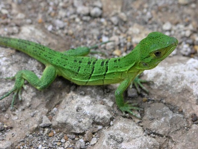 Black spiny-tailed iguana