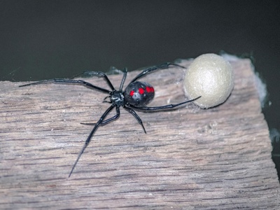 Black widow