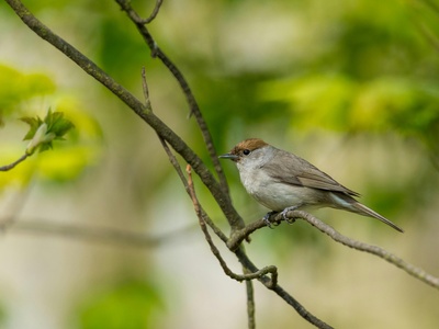 Blackcap