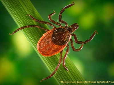 Blacklegged (deer) tick