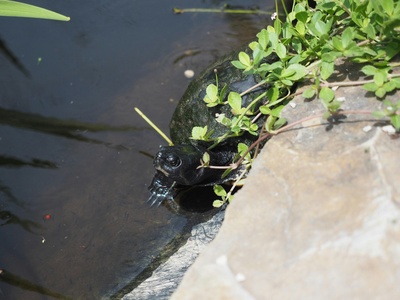 Black‑spotted pond frog